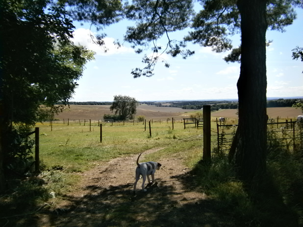 chandler manor farm