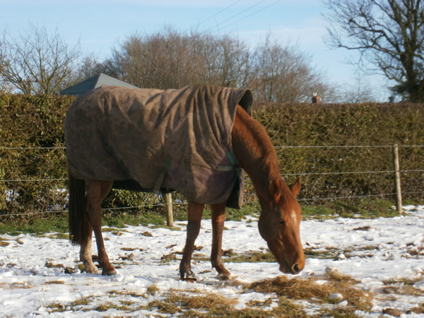 Foaling